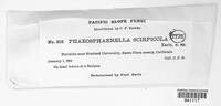 Phaeosphaeria scirpicola image
